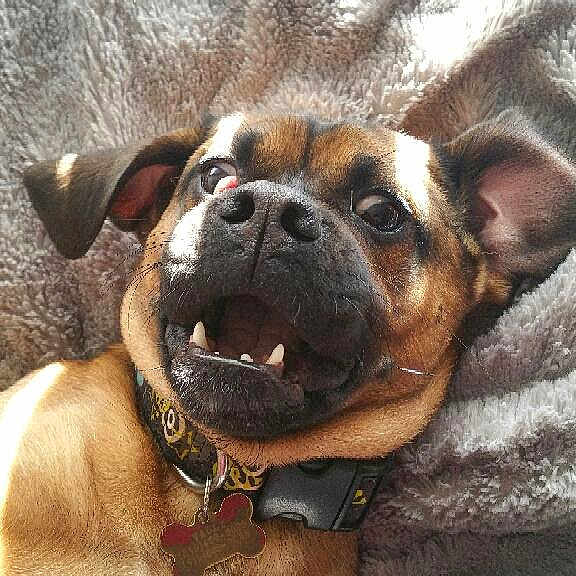 Varly is registered to the contest to win money with this photo: boxer, bullmastiff, canidae, carnivore, collar, companion_dog, dog, dog_breed, dog_collar, fawn, mammal, non_sporting_group, perro_de_presa_mallorquin, pug, rare_breed_dog, snout, sporting_group, valley_bulldog, vertebrate