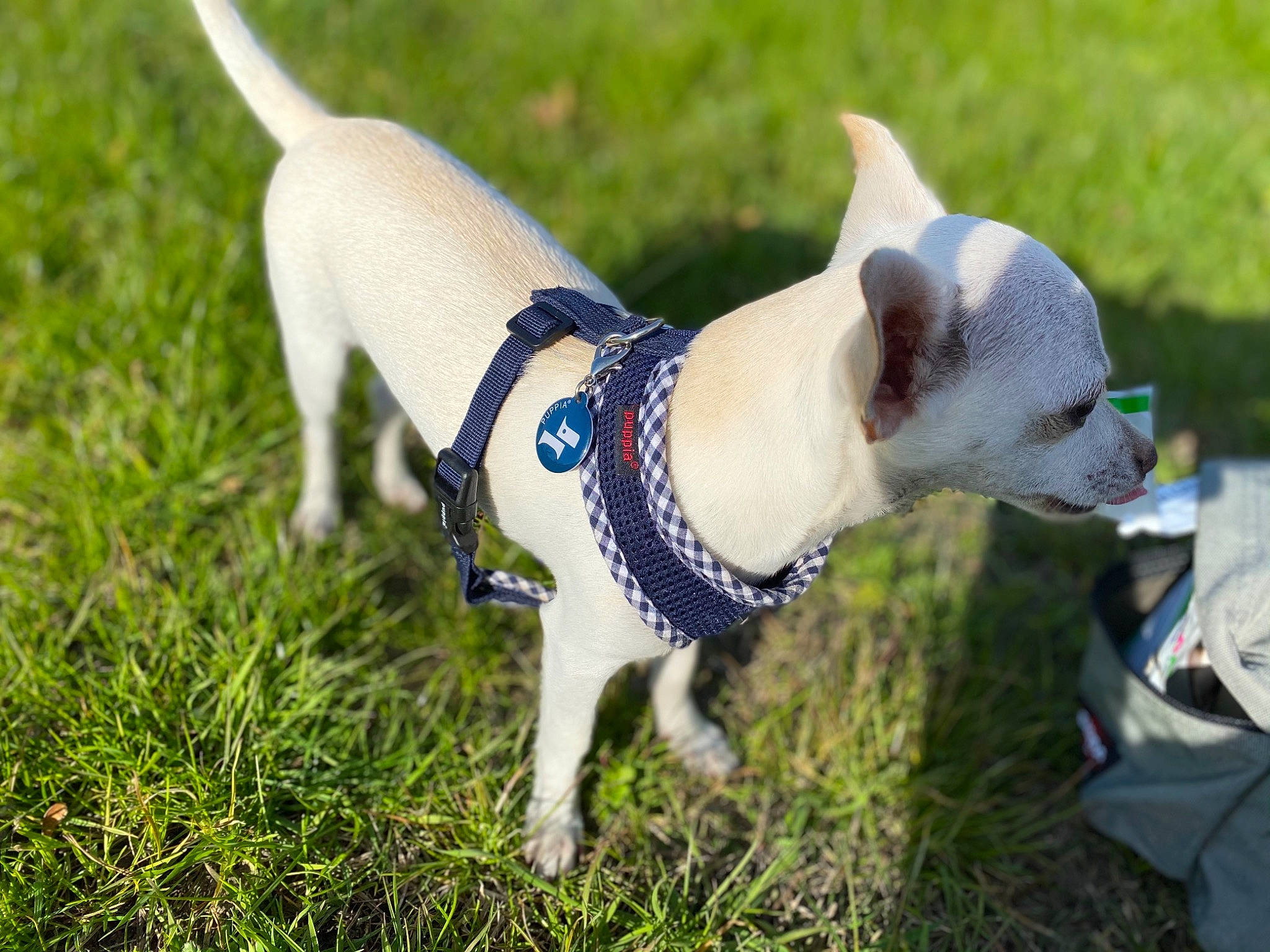 Roméo a rejoint le concours — aidez-le/la à gagner de superbes lots ! canidae, carnivore, collar, companion_dog, dog, dog_breed, dog_clothes, dog_collar, dog_supply, fawn, leash, non_sporting_group, pet_supply, snout, sporting_group, tail, terrestrial_animal, toy_dog, vertebrate, working_animal