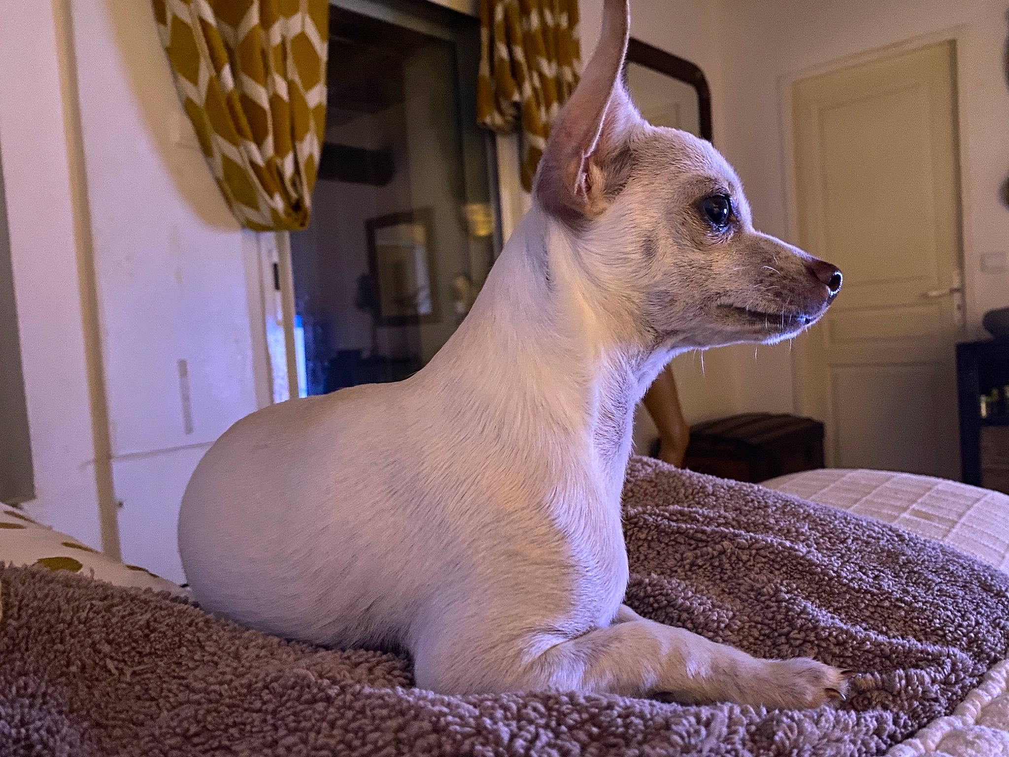 Roméo a rejoint le concours — aidez-le/la à gagner de superbes lots ! ancient_dog_breeds, bed, bed_sheet, canidae, carnivore, companion_dog, dog, dog_breed, door, fawn, home_accessories, linens, sculpture, snout, terrestrial_animal, vertebrate, working_animal