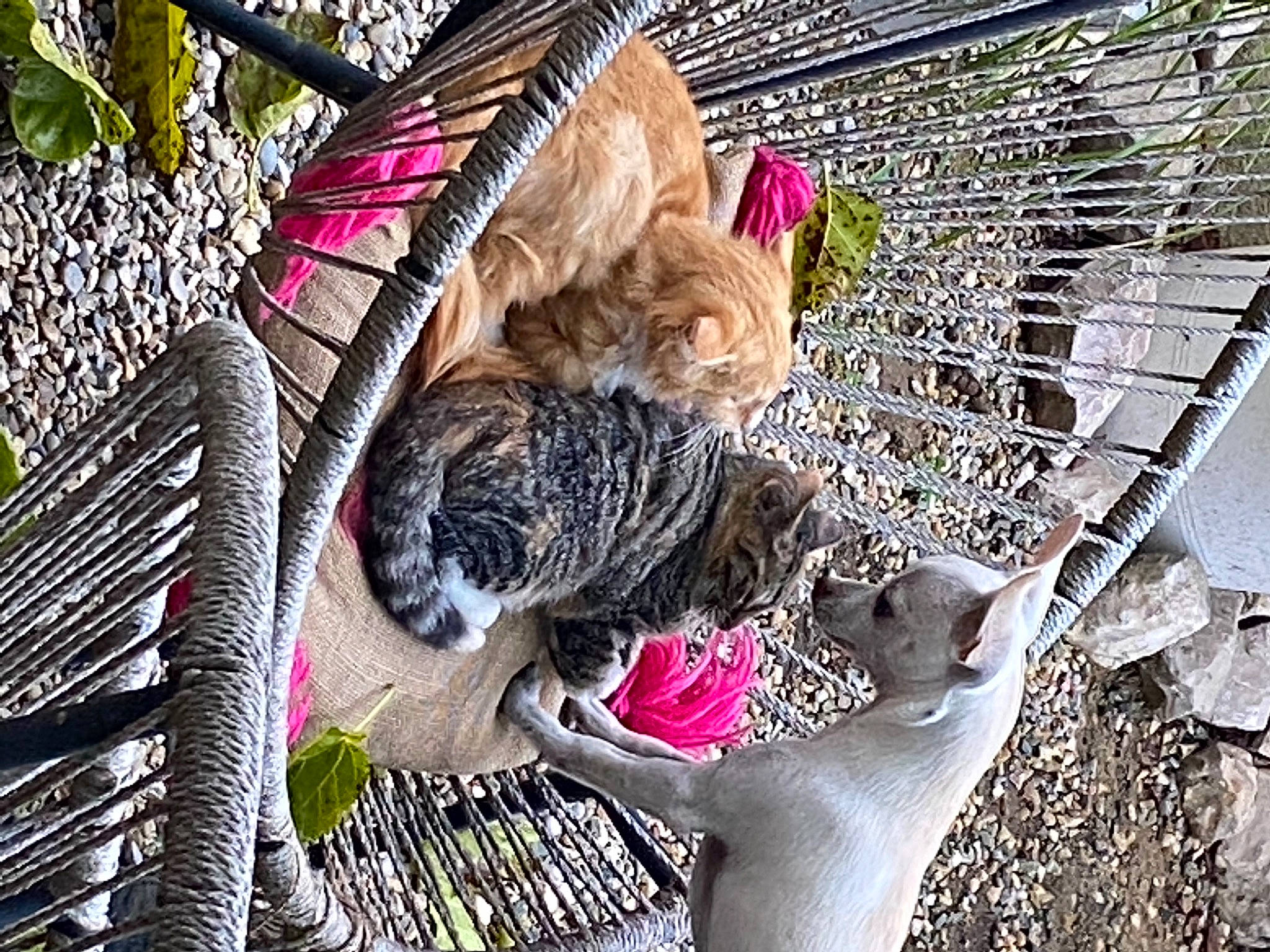 Roméo participe au concours pour gagner de l'argent avec cette photo : bag, carnivore, cat, cat_supply, collar, comfort, domestic_short_haired_cat, felidae, paw, pet_supply, small_to_medium_sized_cats, tabby_cat, vertebrate, violet, whiskers