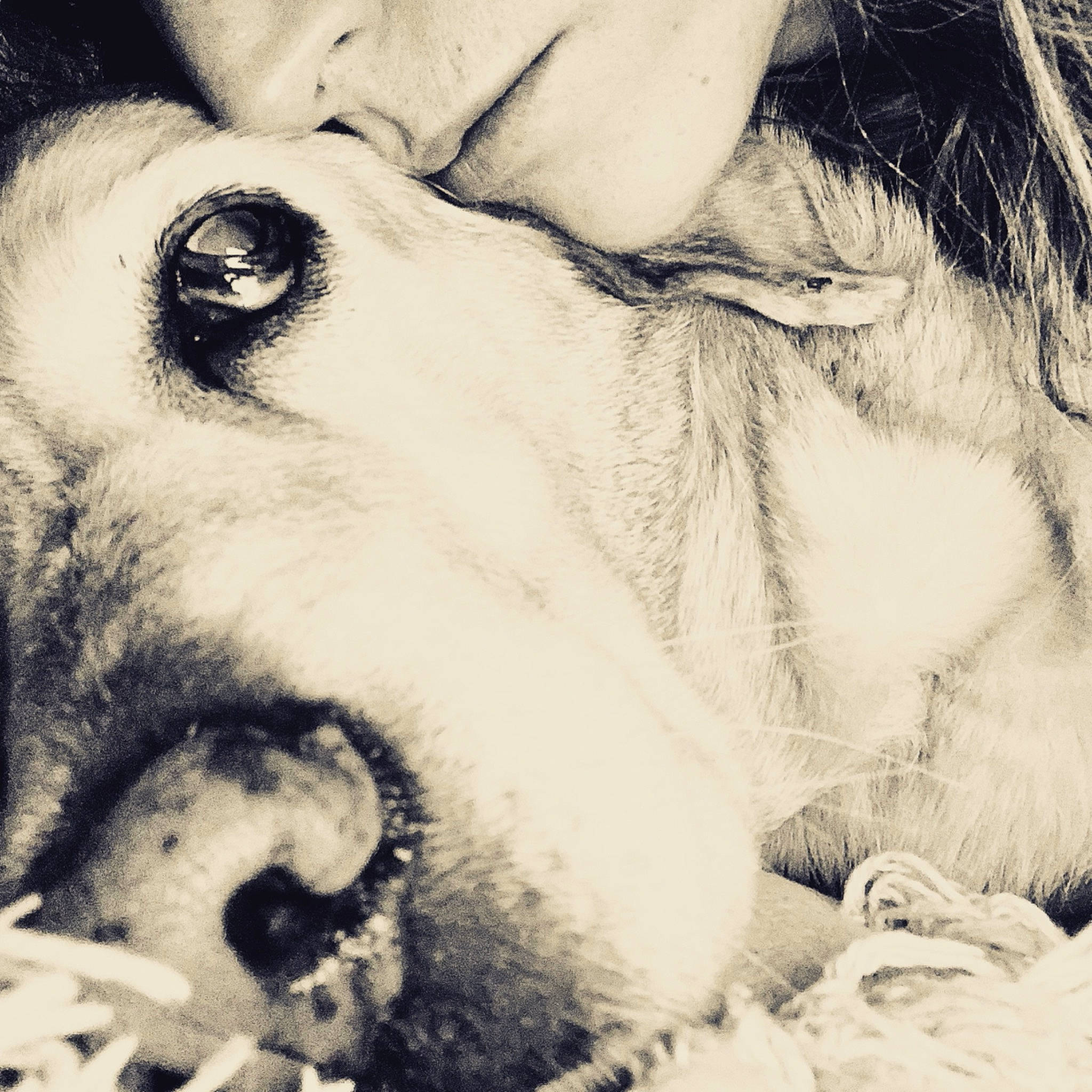 Lilù participe au concours pour gagner de l'argent avec cette photo : canidae, carnivore, close_up, companion_dog, dog, dog_breed, eyelash, fur, interaction, iris, kiss, love, photography, romance, selfie, skin, snout, sporting_group, whiskers, working_animal