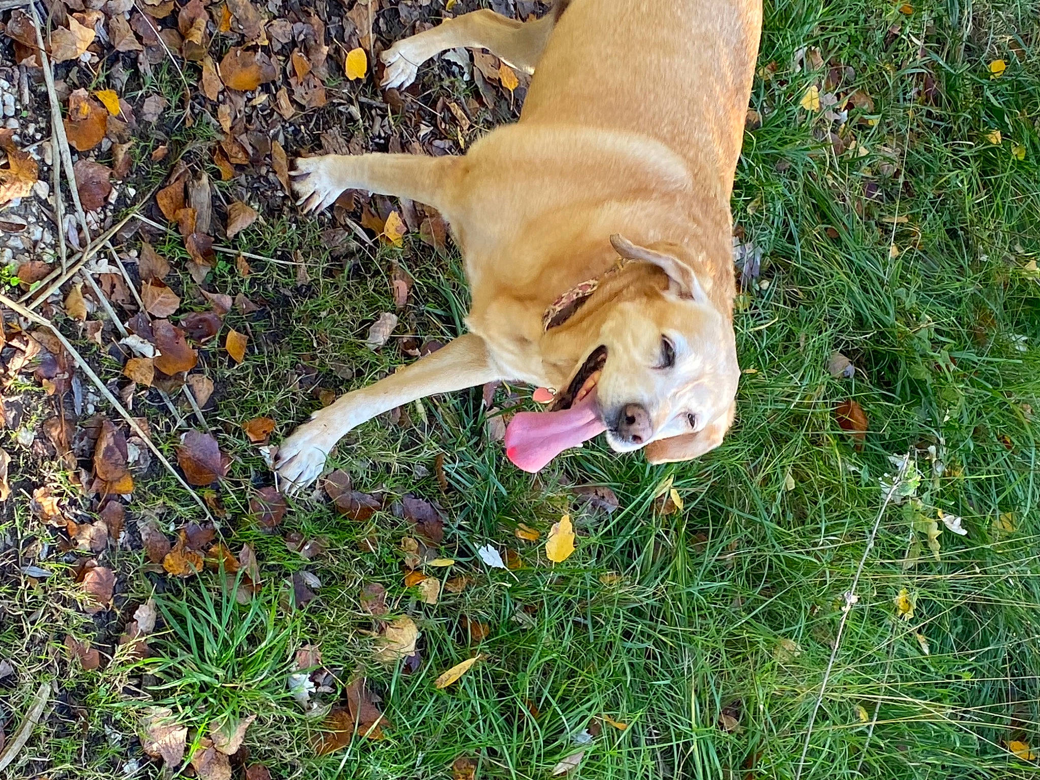 Lilù a rejoint le concours — aidez-le/la à gagner de superbes lots ! autumn, canidae, carnivore, collar, companion_dog, dog, dog_breed, dog_collar, dog_supply, fawn, hunting_dog, mammal, snout, sporting_group, tail, working_animal, working_dog