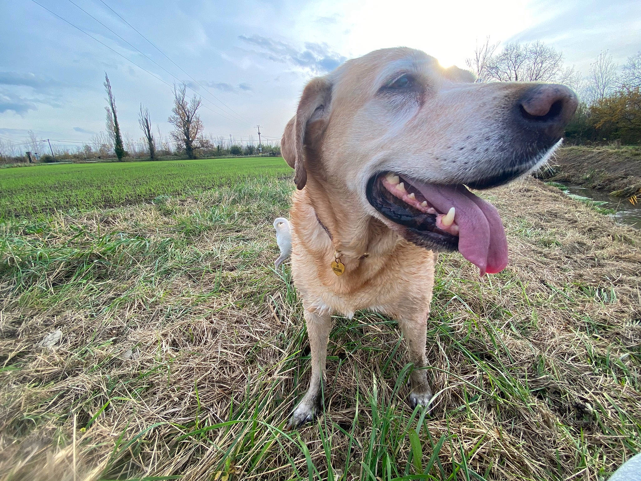 Lilù a rejoint le concours — aidez-le/la à gagner de superbes lots ! canidae, carnivore, collar, companion_dog, dog, dog_breed, dog_collar, fawn, field, grass, grass_family, grassland, prairie, retriever, snout, sporting_group, tongue, tooth, whiskers, working_animal