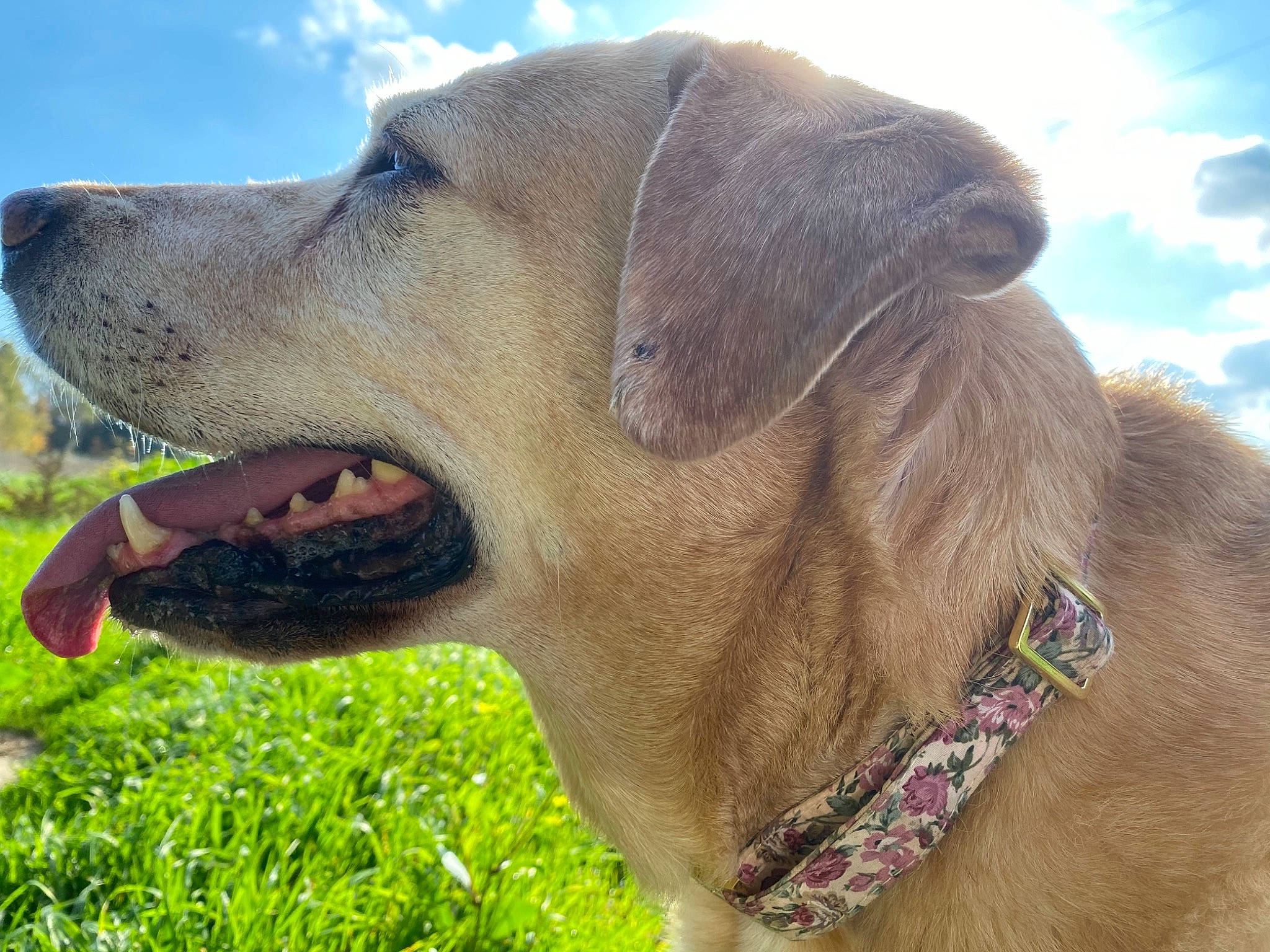 Lilù a rejoint le concours — aidez-le/la à gagner de superbes lots ! carnivore, collar, daytime, dog, dog_breed, dog_collar, fawn, jaw, liver, mammal, organ, skin, snout, sporting_group, summer, sunlight, tongue, tooth, whiskers, working_animal