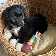 Lety a rejoint le concours — aidez-le/la à gagner de superbes lots ! puppy, dog, basket, blanket, toy, indoor, pet, fur, black_and_white, curious, cute, cozy, woven, floor, plant, home, animal, relaxing, soft, domestic