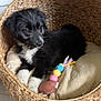 puppy, dog, basket, blanket, toy, indoor, pet, fur, black_and_white, curious, cute, cozy, woven, floor, plant, home, animal, relaxing, soft, domestic