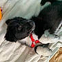 Lety participe au concours pour gagner de l'argent avec cette photo : puppy, dog, black_and_white, red_harness, blanket, plush_toy, indoor, pet, cute, fur, sleeping_area, cozy, soft_texture, animal, young_dog, resting, playful, domestic, companion, looking_up