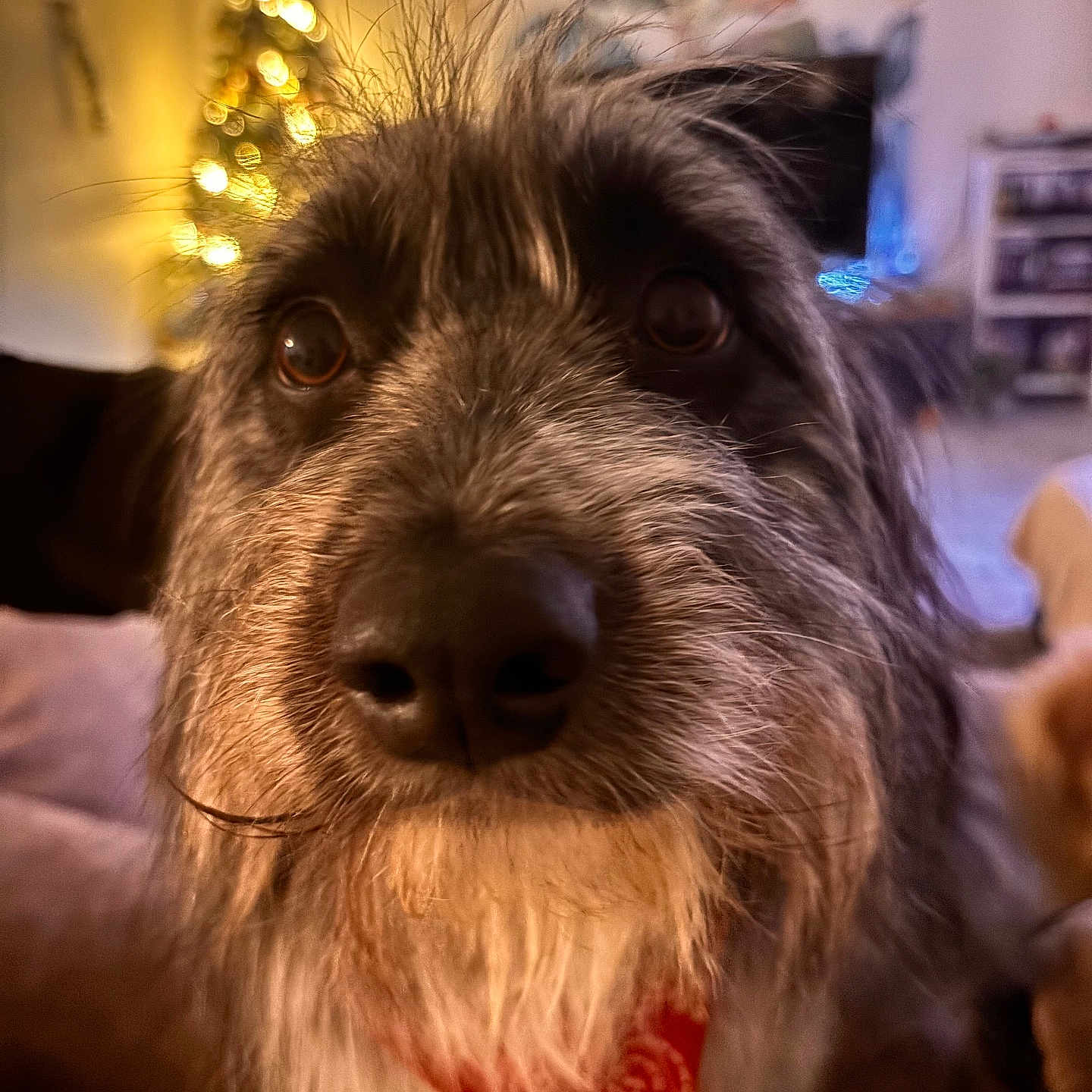 Lety a rejoint le concours — aidez-le/la à gagner de superbes lots ! animal, blurred_background, brown_eyes, christmas_tree, close_up, cozy, curious, cute, dog, fur, furry, indoor, living_room, pet, portrait, red_bandana, scruffy, snout, soft_lighting, whiskers