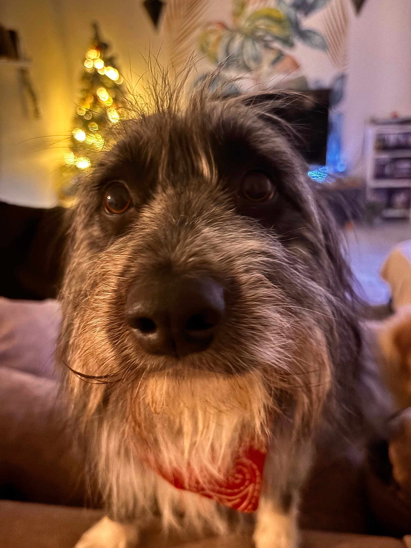 Lety a rejoint le concours — aidez-le/la à gagner de superbes lots ! dog, close_up, red_bandana, scruffy, indoor, pet, curious, brown_eyes, fur, living_room, christmas_tree, blurred_background, cozy, soft_lighting, cute, animal, portrait, furry, whiskers, snout
