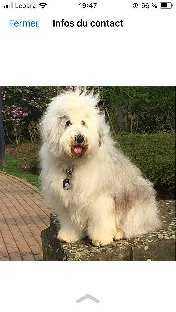 Ratatouille a rejoint le concours — aidez-le/la à gagner de superbes lots ! ancient_dog_breeds, automotive_wheel_system, canidae, carnivore, companion_dog, dog, dog_breed, dog_supply, fur, giant_dog_breed, grass, happy, non_sporting_group, plant, rectangle, snout, sporting_group, toy_dog, working_animal, working_dog