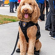 Benji is registered to the contest to win money with this photo: dog, golden_doodle, police_dog, dog_boots, dog_vest, leash, sidewalk, people, crowd, blue_shirts, happy, panting, fur, outdoor, service_dog, canine, pet, animal, working_dog, event