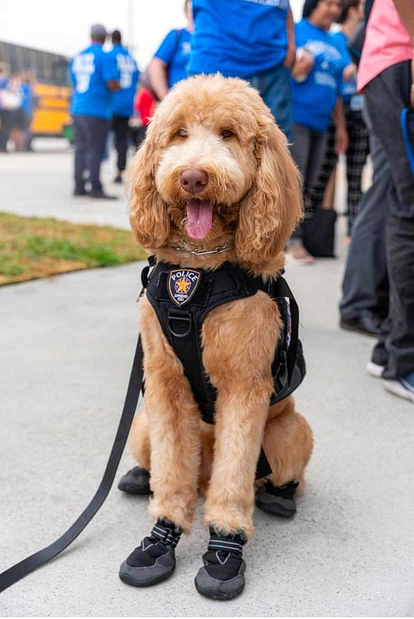 Benji
