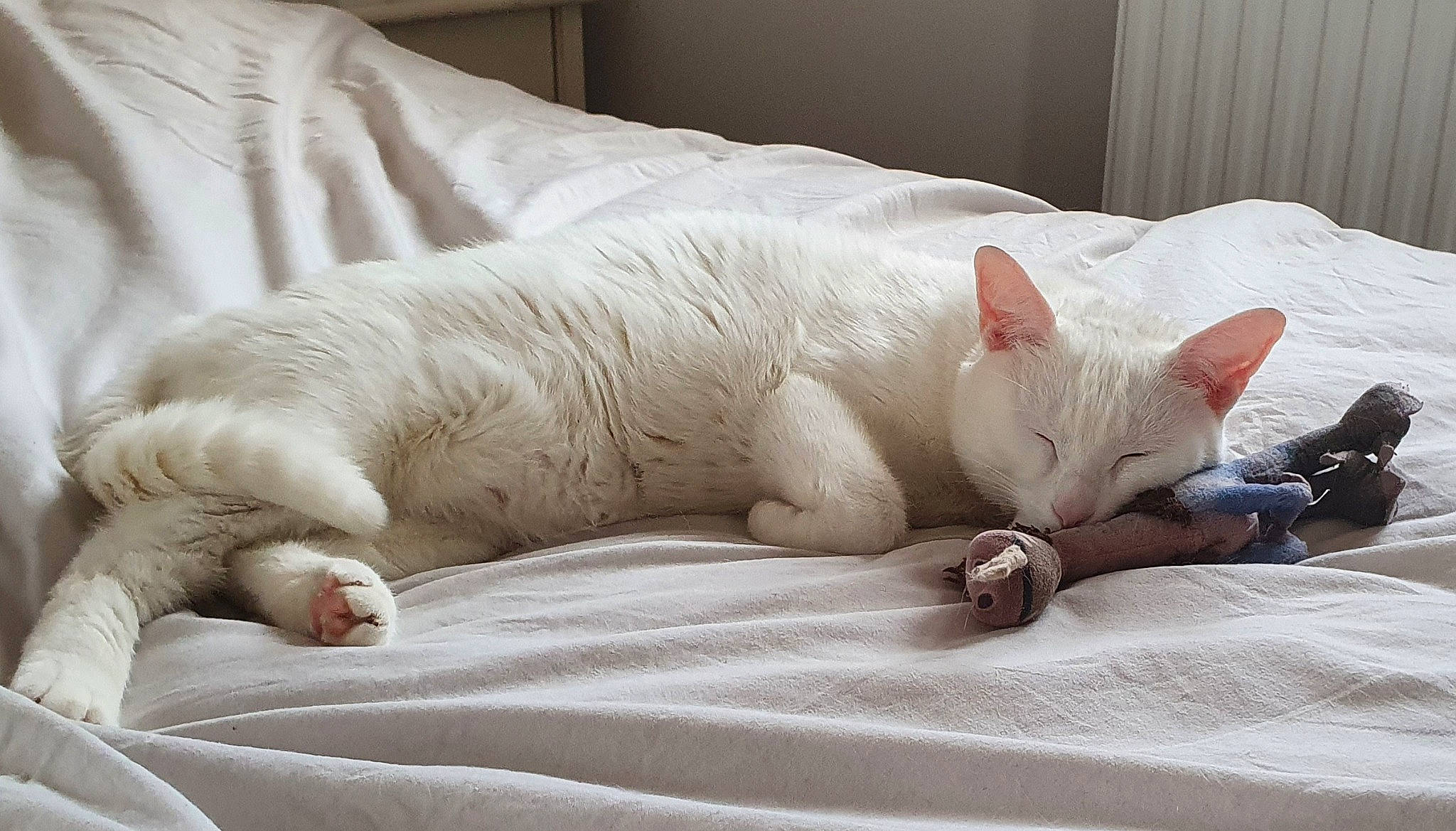 Crapule a rejoint le concours — aidez-le/la à gagner de superbes lots ! bed, bedding, carnivore, cat, claw, comfort, domestic_short_haired_cat, fawn, felidae, foot, fur, grey, linens, nap, paw, small_to_medium_sized_cats, snout, tail, terrestrial_animal, whiskers