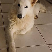 Mischka participe au concours pour gagner de l'argent avec cette photo : dog, white_dog, pet, indoor, floor, tile, animal, canine, fur, laying_down, looking_up, paw, ears, cute, companion, domestic_animal, mammal, house_pet, quiet, calm