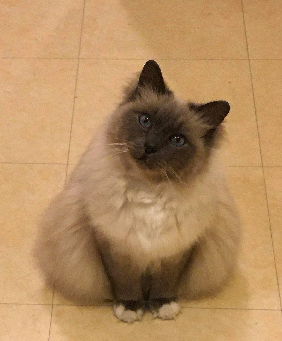 Bono participe au concours pour gagner de l'argent avec cette photo : beige, birman, carnivore, cat, fawn, felidae, floor, flooring, fur, siamese, small_to_medium_sized_cats, snout, tile, tile_flooring, whiskers