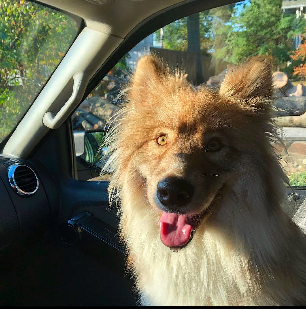Goku is registered to the contest to win money with this photo: canidae, carnivore, collie, companion_dog, dog, dog_breed, eurasier, german_spitz, german_spitz_mittel, mammal, pomeranian, sky, snout, vertebrate