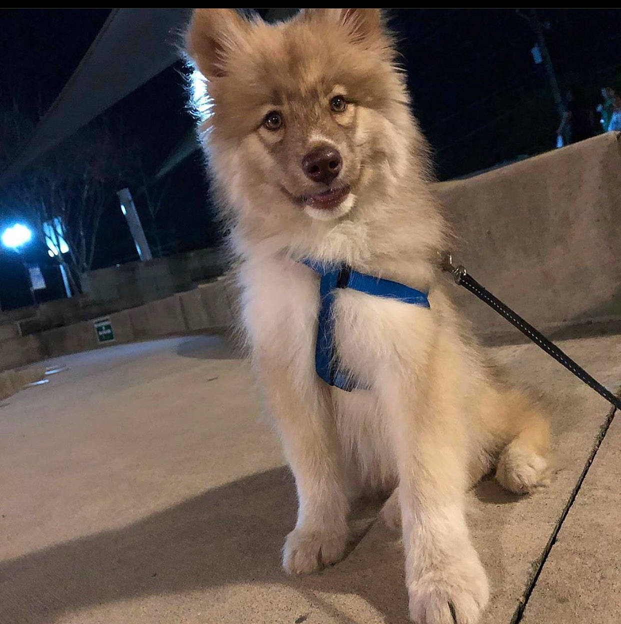 Goku is registered to the contest to win money with this photo: ancient_dog_breeds, canadian_eskimo_dog, canidae, carnivore, companion_dog, dog, dog_breed, elo, eurasier, greenland_dog, mammal, native_american_indian_dog, pomeranian, puppy, rare_breed_dog, samoyed, siberian_husky, spitz, sporting_group, vertebrate