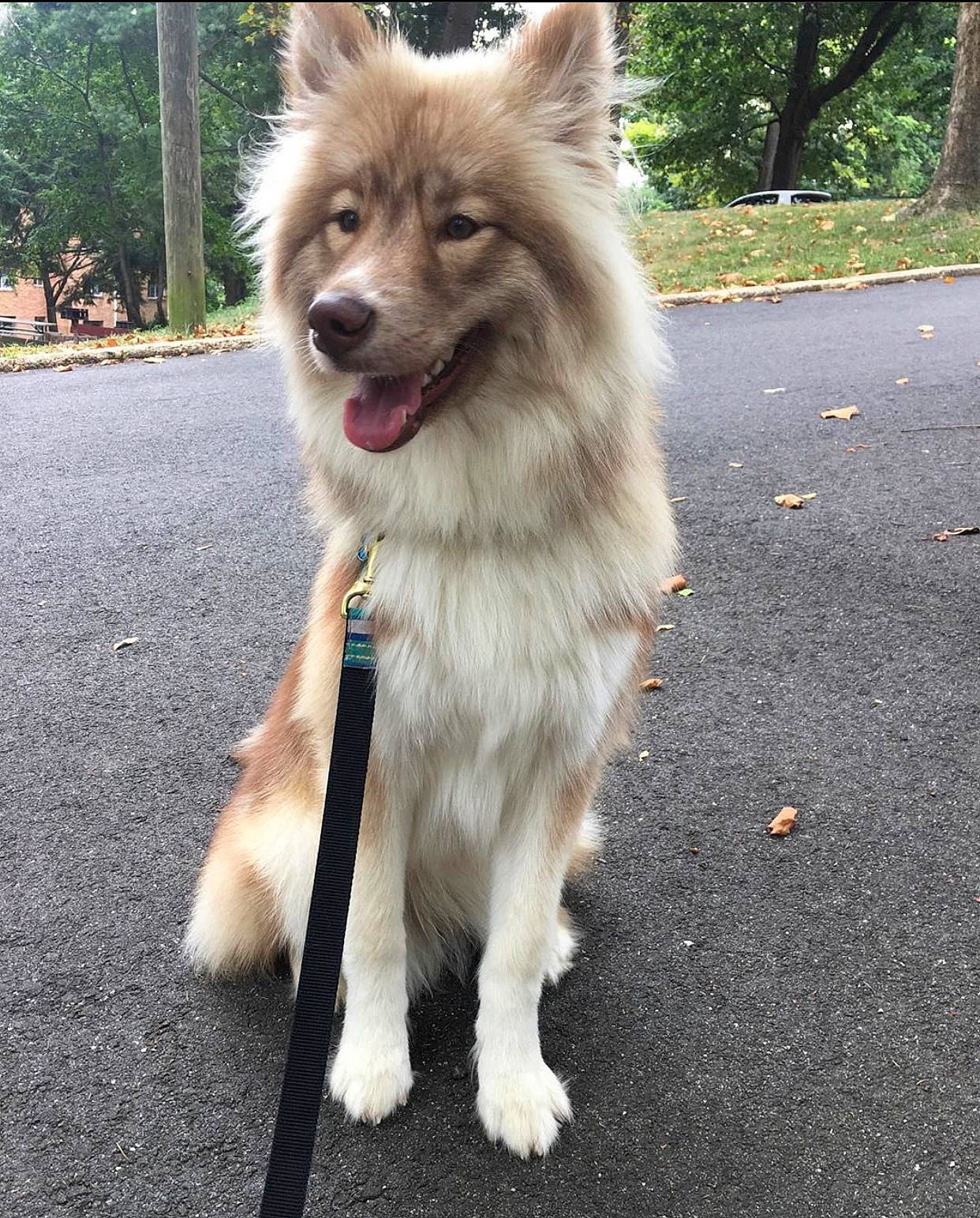 Goku is registered to the contest to win money with this photo: ancient_dog_breeds, canidae, carnivore, companion_dog, dog, dog_breed, elo, eurasier, german_spitz, german_spitz_klein, german_spitz_mittel, icelandic_sheepdog, indian_spitz, mammal, non_sporting_group, pomeranian, rare_breed_dog, spitz, sporting_group, vertebrate