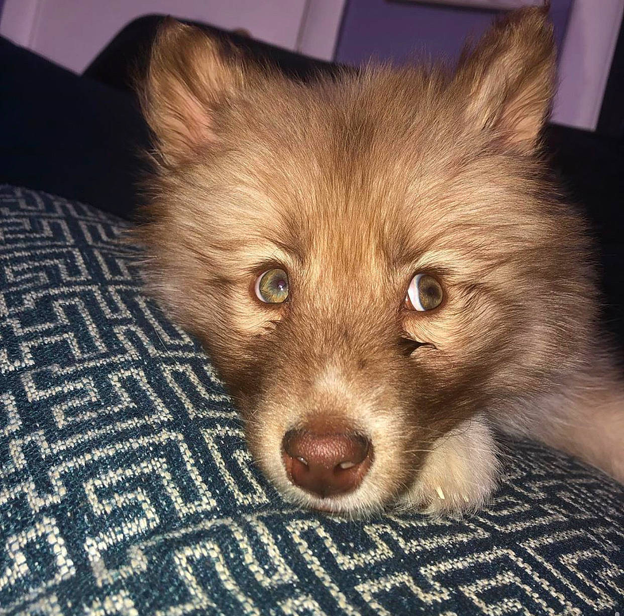 Goku is registered to the contest to win money with this photo: canidae, carnivore, companion_dog, dog, dog_breed, ear, finnish_lapphund, fur, german_spitz_mittel, iris, mammal, nose, pomeranian, puppy, snout, spitz, vertebrate, whiskers, wolfdog