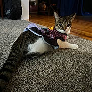 Soup joined the competition — help win amazing prizes! cat, tabby, pet, animal, indoor, carpet, dress, clothing, furniture, floor, wooden_floor, curious, alert, lying_down, tail, household, domestic, cute, costume, living_room