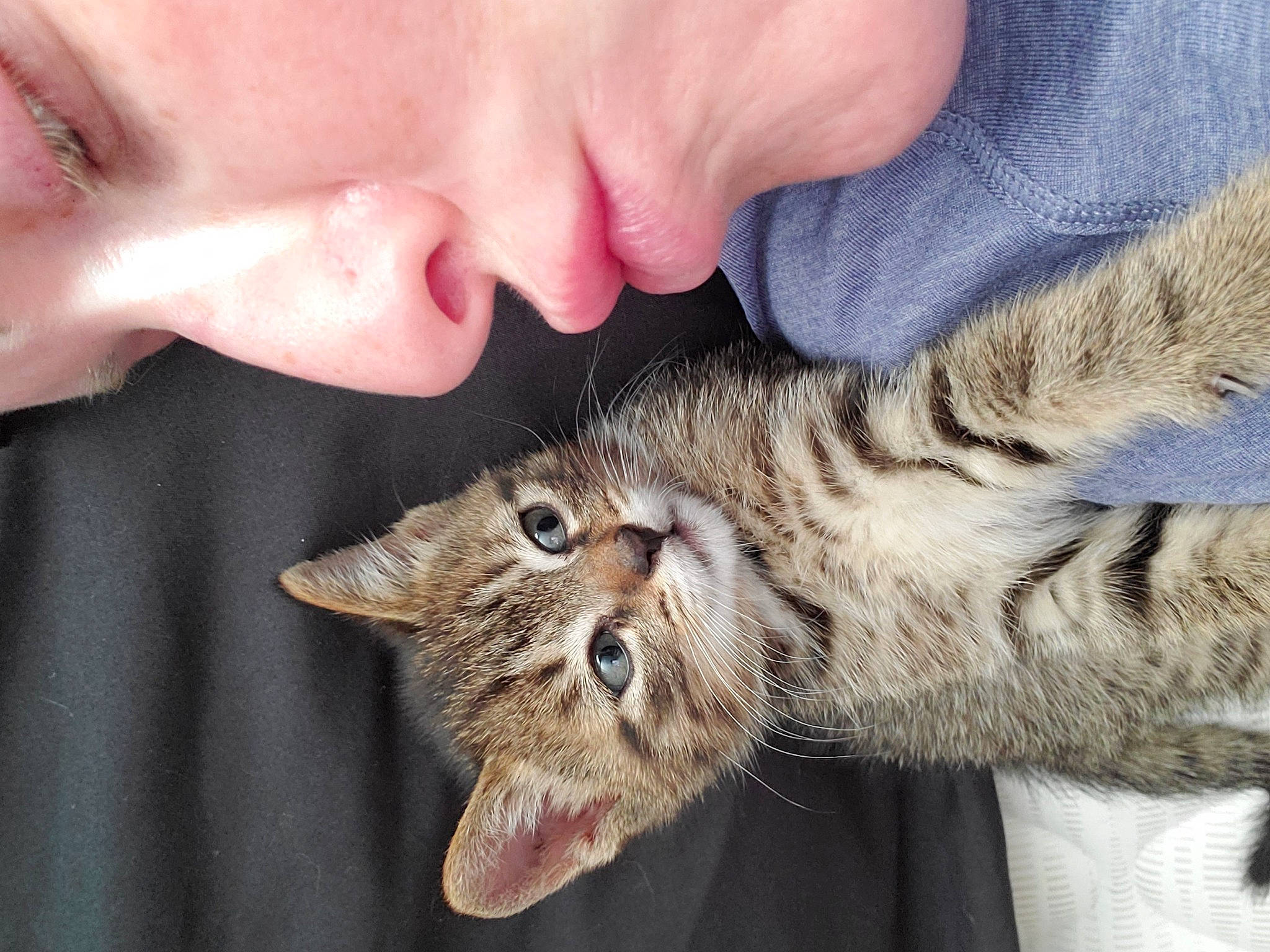 Newton is registered to the contest to win money with this photo: carnivore, cat, claw, domestic_short_haired_cat, ear, eyelash, fang, felidae, fur, gesture, jaw, nose, paw, small_to_medium_sized_cats, snout, terrestrial_animal, whiskers