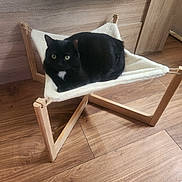 Myrtille participe au concours pour gagner de l'argent avec cette photo : animal, black_cat, cat, cozy, curious, cute, domestic_cat, feline, flooring, furniture, green_eyes, hammock, indoor, pet, pet_bed, relaxed, resting, white_patch, wood, wooden_floor