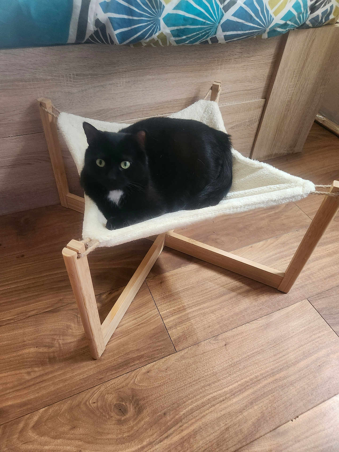 Myrtille participe au concours pour gagner de l'argent avec cette photo : animal, black_cat, cat, cozy, curious, cute, domestic_cat, feline, flooring, furniture, green_eyes, hammock, indoor, pet, pet_bed, relaxed, resting, white_patch, wood, wooden_floor