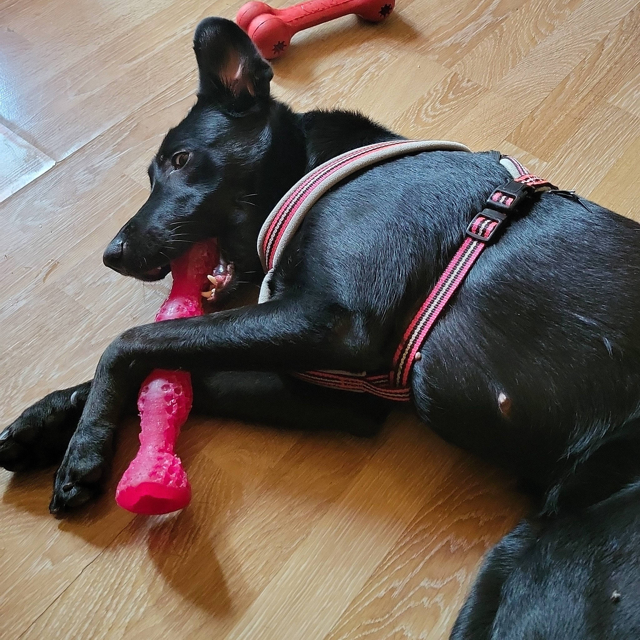 Saphir a rejoint le concours — aidez-le/la à gagner de superbes lots ! canidae, carmine, carnivore, collar, companion_dog, dog, dog_breed, dog_collar, dog_supply, fashion_accessory, fawn, guard_dog, leash, personal_protective_equipment, pet_supply, snout, sporting_group, tail, toy_dog, working_animal