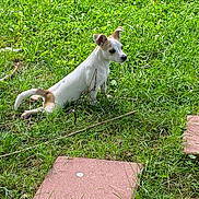 Chewy is registered to the contest to win money with this photo: dog, grass, greenery, outdoor, pet, animal, small_dog, stretching, nature, summer, playful, canine, fur, ears, side_view, lawn, sunlight, young_dog, walking_path, garden