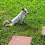 dog, grass, greenery, outdoor, pet, animal, small_dog, stretching, nature, summer, playful, canine, fur, ears, side_view, lawn, sunlight, young_dog, walking_path, garden