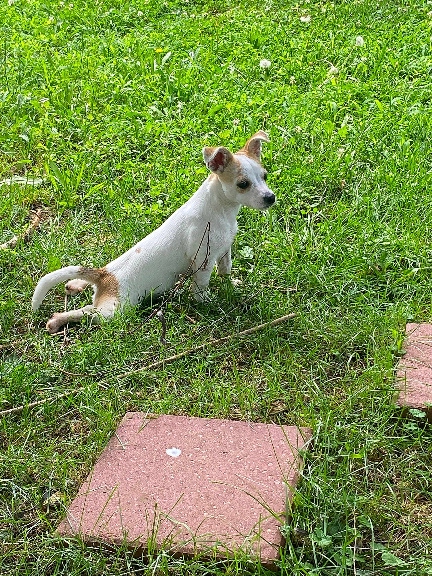 Chewy is registered to the contest to win money with this photo: dog, grass, greenery, outdoor, pet, animal, small_dog, stretching, nature, summer, playful, canine, fur, ears, side_view, lawn, sunlight, young_dog, walking_path, garden