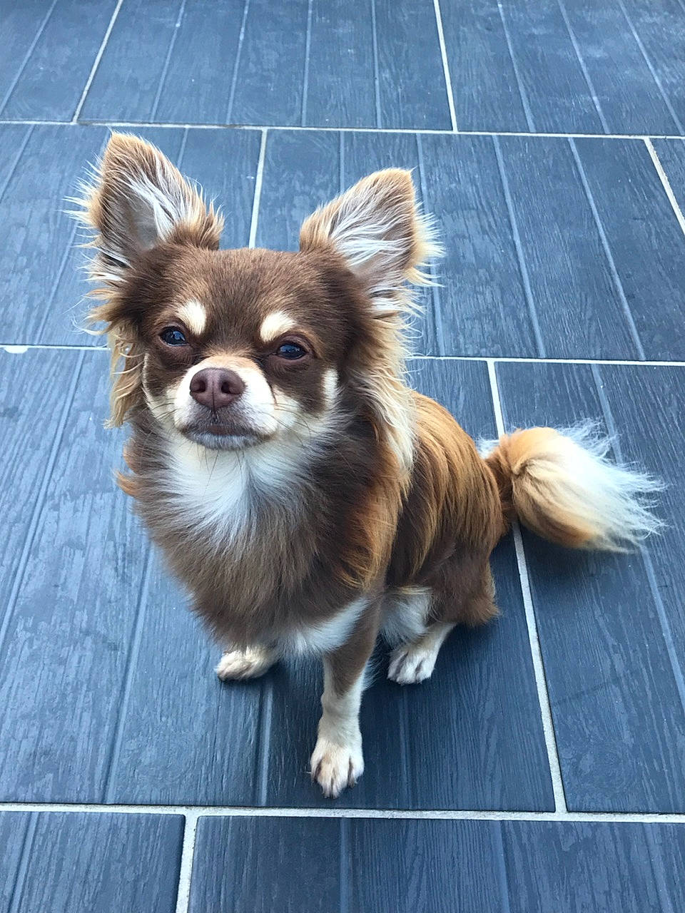 Quoty participe au concours pour gagner de l'argent avec cette photo : canidae, carnivore, chihuahua, companion_dog, dog, dog_breed, fawn, mammal, papillon, puppy, rare_breed_dog, small_greek_domestic_dog, snout, sporting_group, toy_dog, vertebrate