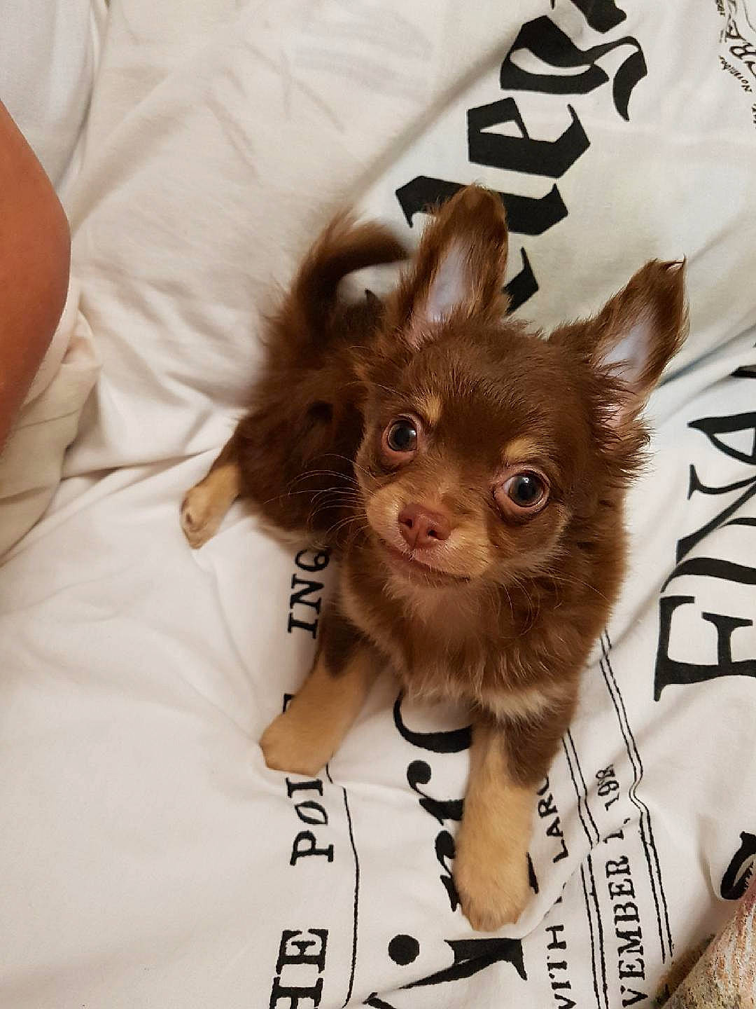 Quoty participe au concours pour gagner de l'argent avec cette photo : canidae, carnivore, chihuahua, companion_dog, dog, dog_breed, ear, fawn, fur, puppy, russkiy_toy, smile, toy_dog