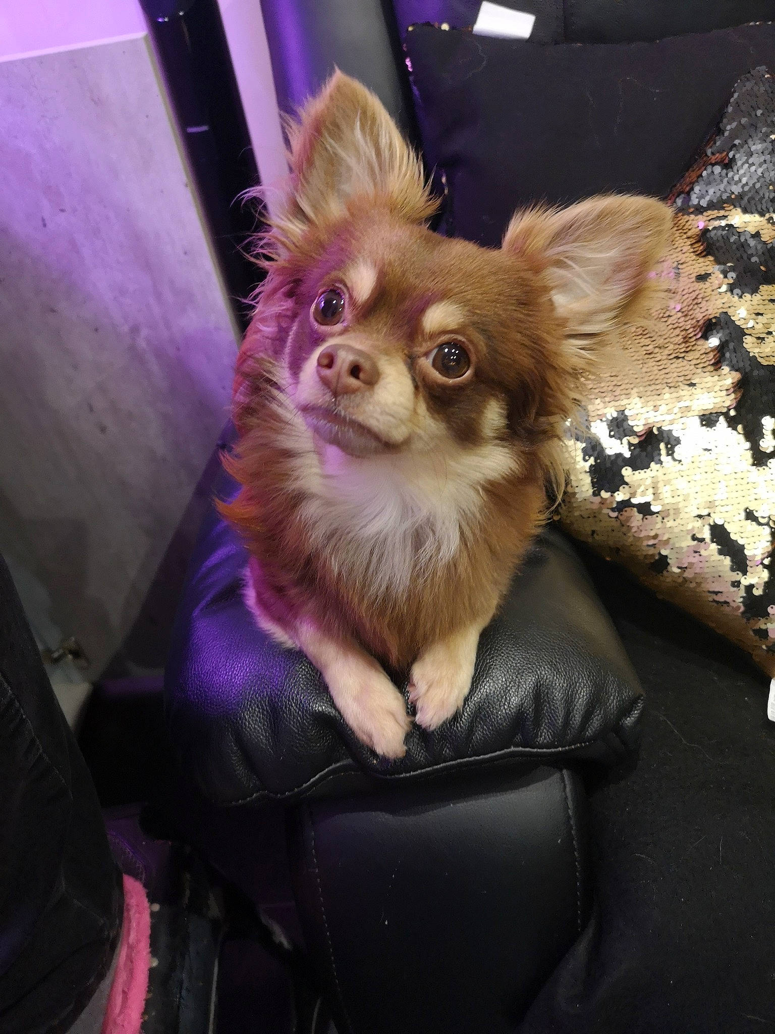 Quoty a rejoint le concours — aidez-le/la à gagner de superbes lots ! canidae, carnivore, chihuahua, companion_dog, dog, dog_breed, fawn, mammal, pomeranian, puppy, toy_dog