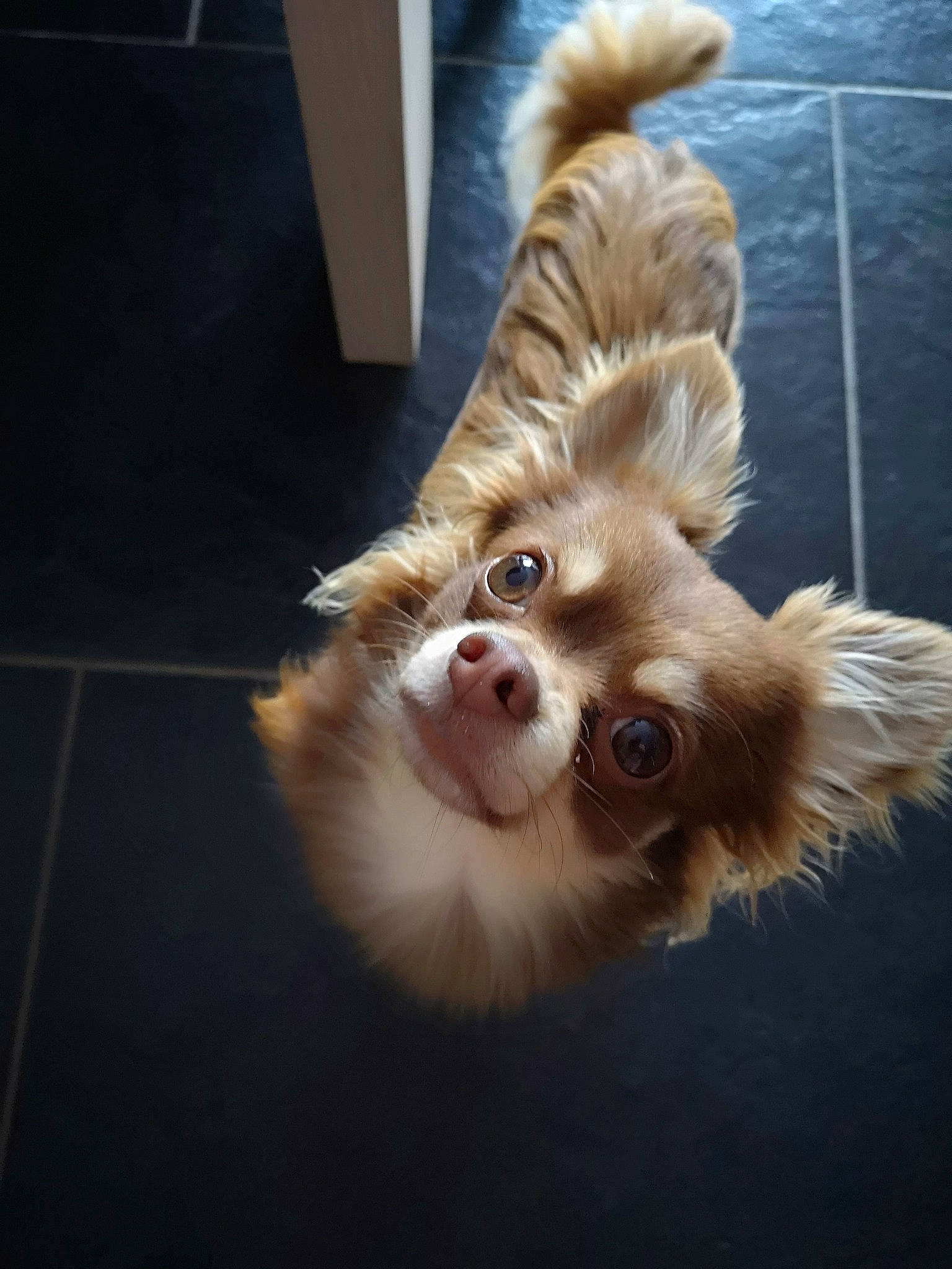 Quoty participe au concours pour gagner de l'argent avec cette photo : canidae, carnivore, companion_dog, dog, dog_breed, ear, fawn, fur, pomeranian, puppy, snout, sporting_group, tail