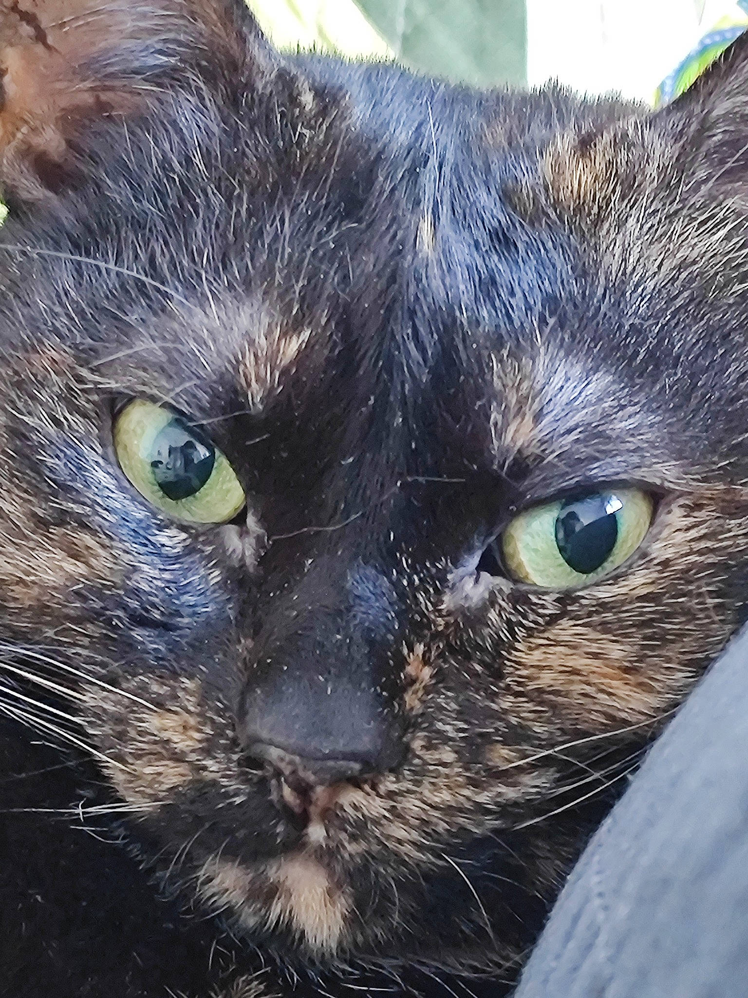 Iris a rejoint le concours — aidez-le/la à gagner de superbes lots ! art, black_cat, bombay, carnivore, cat, close_up, domestic_short_haired_cat, electric_blue, felidae, fur, grass, plant, small_to_medium_sized_cats, snout, terrestrial_animal, whiskers, wildlife, window