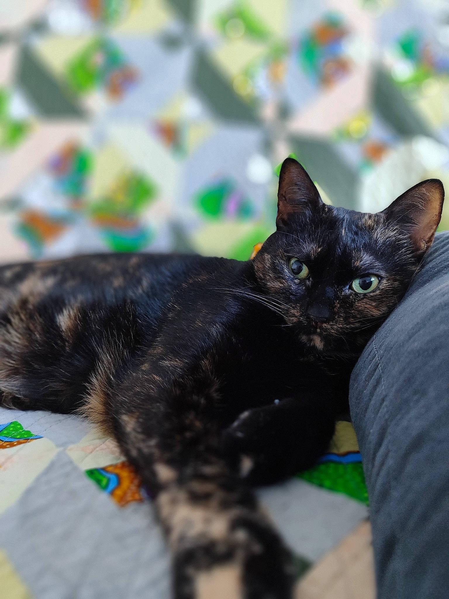 Iris a rejoint le concours — aidez-le/la à gagner de superbes lots ! black_cat, bombay, carnivore, cat, claw, collar, domestic_short_haired_cat, felidae, fur, grass, paw, plant, sitting, small_to_medium_sized_cats, snout, tail, terrestrial_animal, whiskers