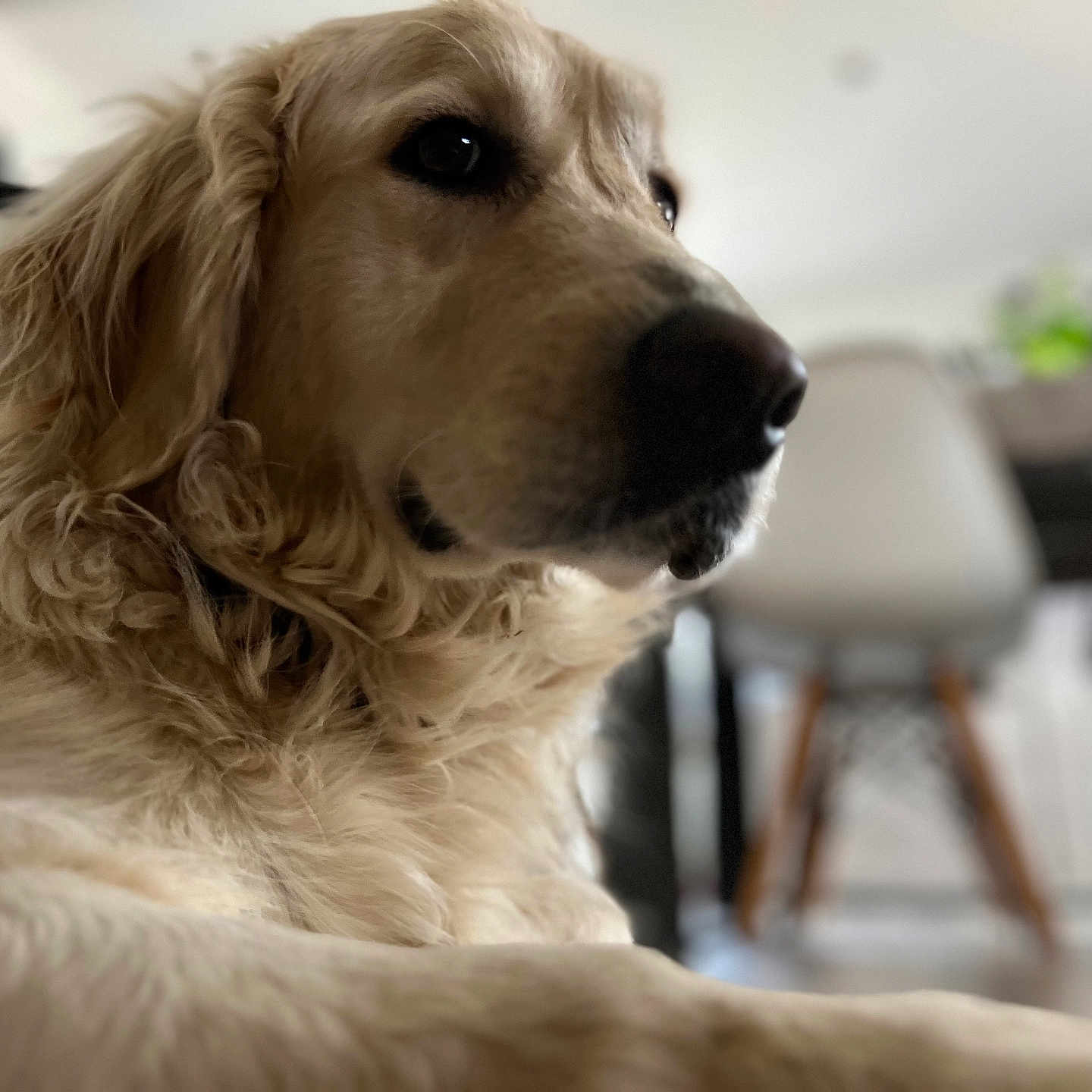 Texas a rejoint le concours — aidez-le/la à gagner de superbes lots ! animal, canine, chair, closeup, companion, cute, dog, domestic, fur, furniture, golden_retriever, house, indoor, laying_down, light, mammal, pet, portrait, relaxed, table