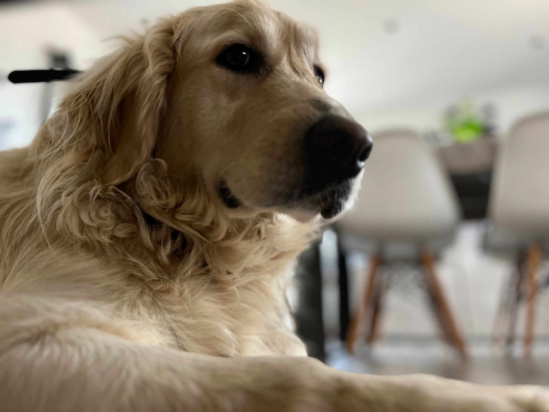 Texas a rejoint le concours — aidez-le/la à gagner de superbes lots ! animal, canine, chair, closeup, companion, cute, dog, domestic, fur, furniture, golden_retriever, house, indoor, laying_down, light, mammal, pet, portrait, relaxed, table