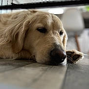 Texas participe au concours pour gagner de l'argent avec cette photo : animal, blurred_background, canine, close_up, dog, domestic_animal, floor, fur, golden_retriever, indoor, lying_down, mammal, paw, pet, portrait, relaxed, resting, sleepy, snout, whiskers