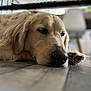 animal, blurred_background, canine, close_up, dog, domestic_animal, floor, fur, golden_retriever, indoor, lying_down, mammal, paw, pet, portrait, relaxed, resting, sleepy, snout, whiskers