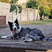 Moutarde participe au concours pour gagner de l'argent avec cette photo : dog, border_collie, pet, animal, outdoor, backyard, wooden_deck, ball, playground, swing, slide, grass, fence, sunlight, happy, tongue_out, lying_down, fluffy_fur, garden, summer