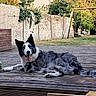 dog, border_collie, pet, animal, outdoor, backyard, wooden_deck, ball, playground, swing, slide, grass, fence, sunlight, happy, tongue_out, lying_down, fluffy_fur, garden, summer