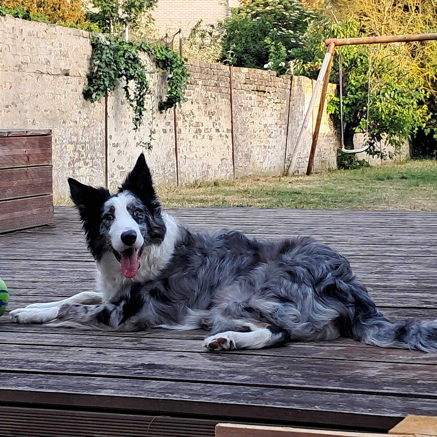 Moutarde participe au concours pour gagner de l'argent avec cette photo : dog, border_collie, pet, animal, outdoor, backyard, wooden_deck, ball, playground, swing, slide, grass, fence, sunlight, happy, tongue_out, lying_down, fluffy_fur, garden, summer