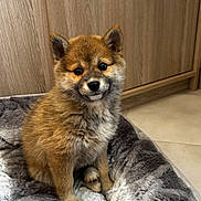 Aiko a rejoint le concours — aidez-le/la à gagner de superbes lots ! puppy, dog, pet, cute, fluffy, fur, indoor, bed, gray, wooden_cabinet, floor, ears, eyes, adorable, sitting, young, animal, cozy, home, portrait