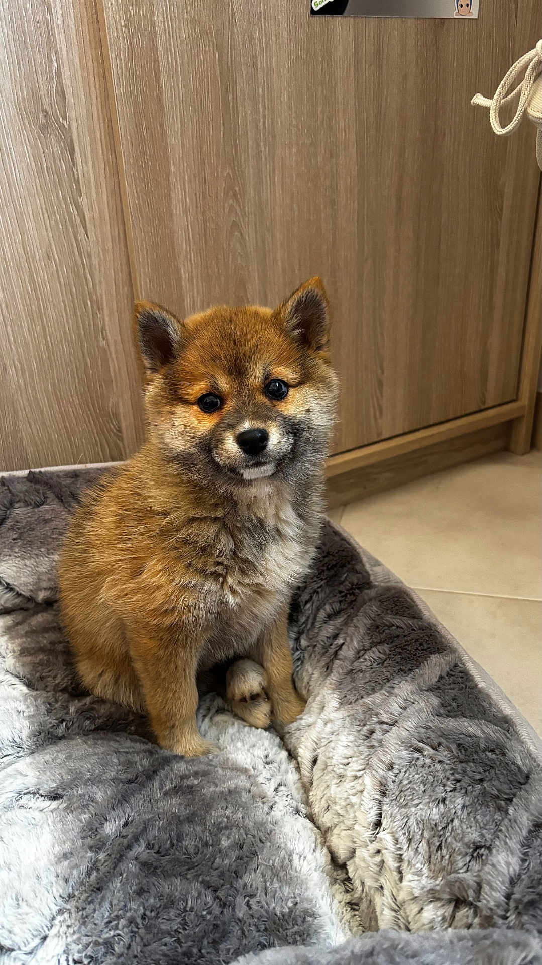 Aiko a rejoint le concours — aidez-le/la à gagner de superbes lots ! puppy, dog, pet, cute, fluffy, fur, indoor, bed, gray, wooden_cabinet, floor, ears, eyes, adorable, sitting, young, animal, cozy, home, portrait