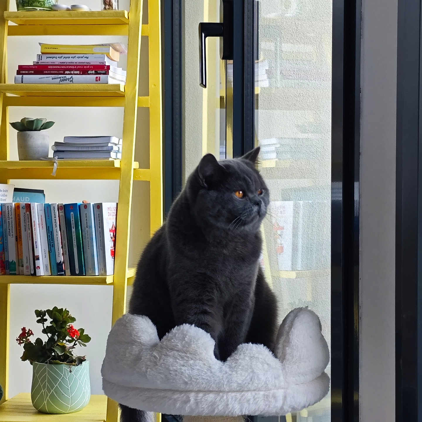 Victor a rejoint le concours — aidez-le/la à gagner de superbes lots ! animal, architecture, bookcase, building, cat, flower, flowerarrangement, furniture, indoors, interiordesign, jar, livingroom, person, pet, plant, planter, pottedplant, room, shelf, tape