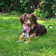 Brodie joined the competition — help win amazing prizes! dog, brown_dog, tongue_out, grass, lawn, outdoor, greenery, garden, happy, pet, canine, fur, nature, sunlight, trees, animal, playful, relaxed, summer, daytime