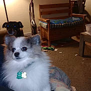 Yeti is registered to the contest to win money with this photo: animal, bench, blanket, carpet, collar, couch, cozy, dark_dog, dog, fluffy_dog, furniture, home, indoor, lamp, light, living_room, pet, tag, toy, vacuum_cleaner