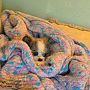 Yeti is registered to the contest to win money with this photo: puppy, dog, blanket, cozy, snuggle, fur, cute, pet, indoor, soft, colorful, comfort, couch, resting, small, animal, warm, hide, cute_eyes, relax